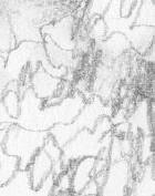 scribbling denotes bushes